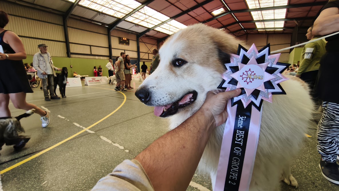 l’exposition canine de Toulouse